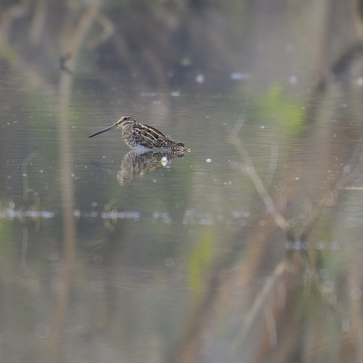 Pin-tailed/Common Snipe - ML614079878