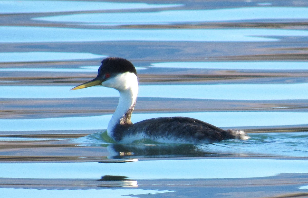 Western Grebe - Adam C. Stein