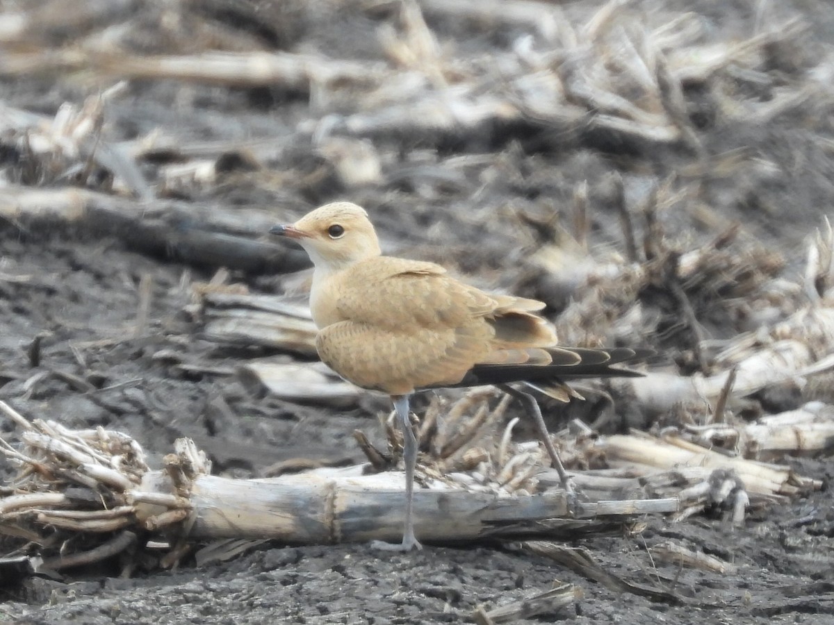 Australian Pratincole - ML614079895