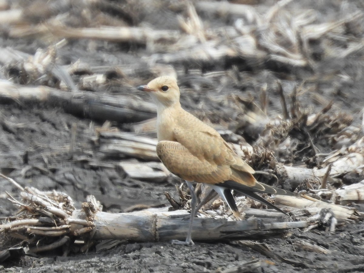 Australian Pratincole - ML614079897