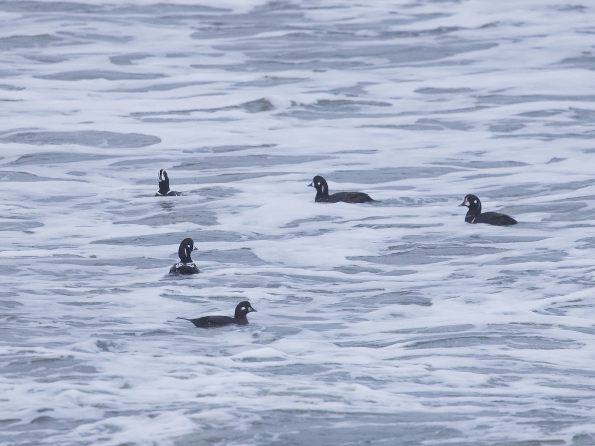 Harlequin Duck - ML614079923