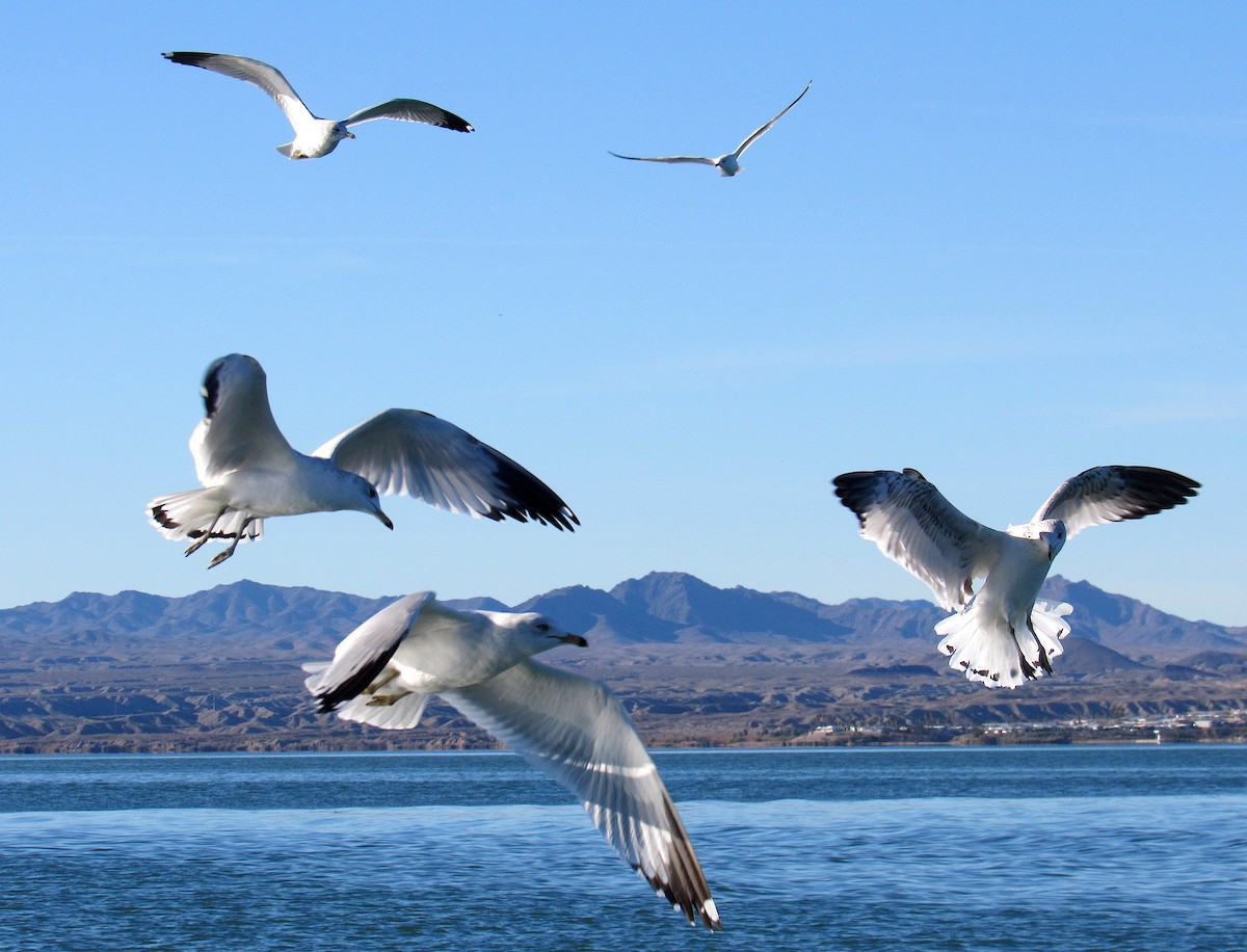 Ring-billed Gull - Adam C. Stein