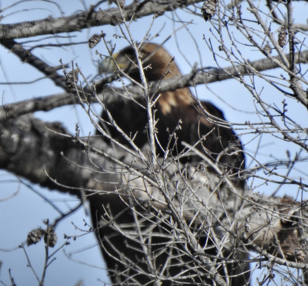 Golden Eagle - ML614079973