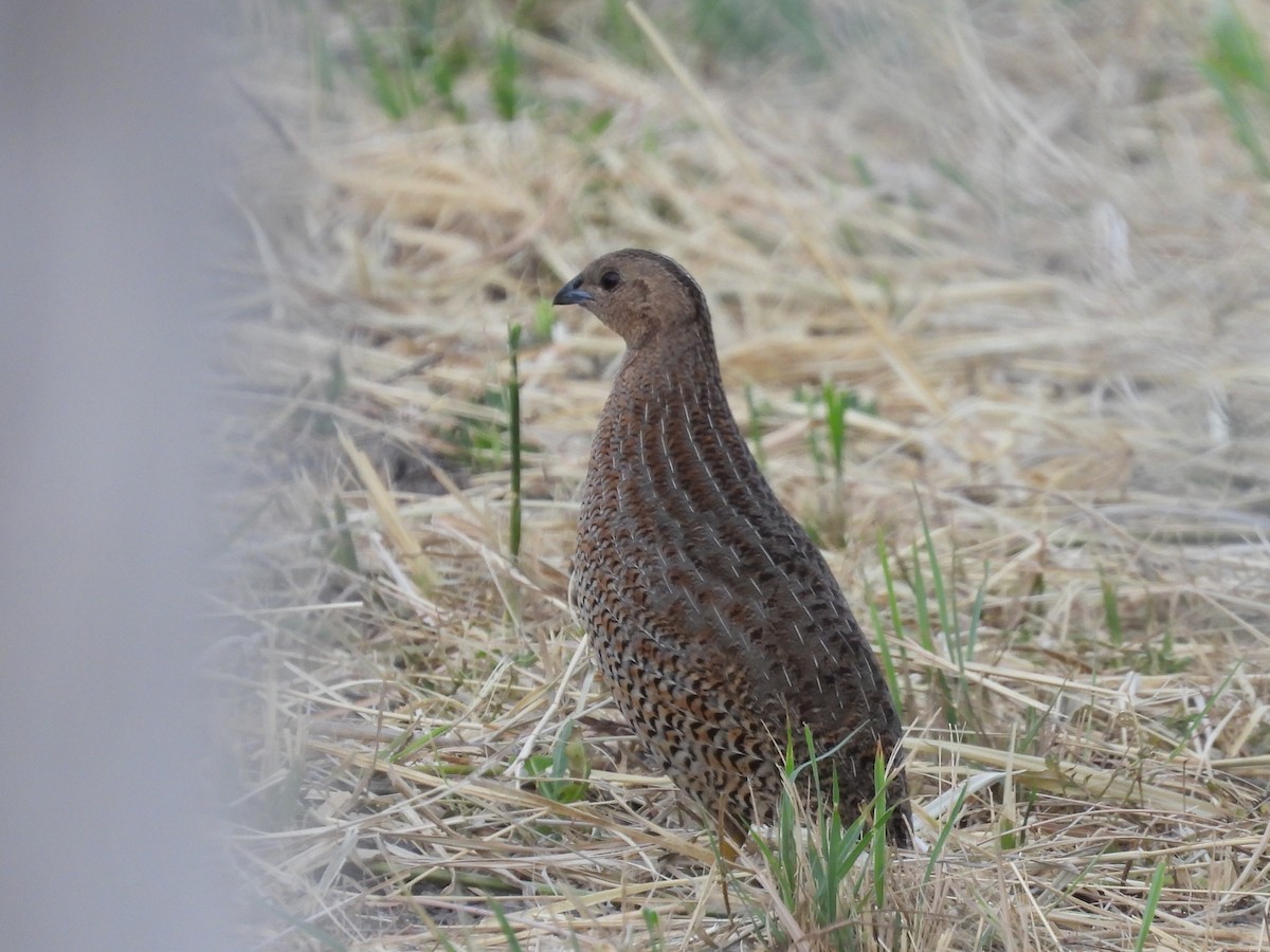 Brown Quail - ML614080034