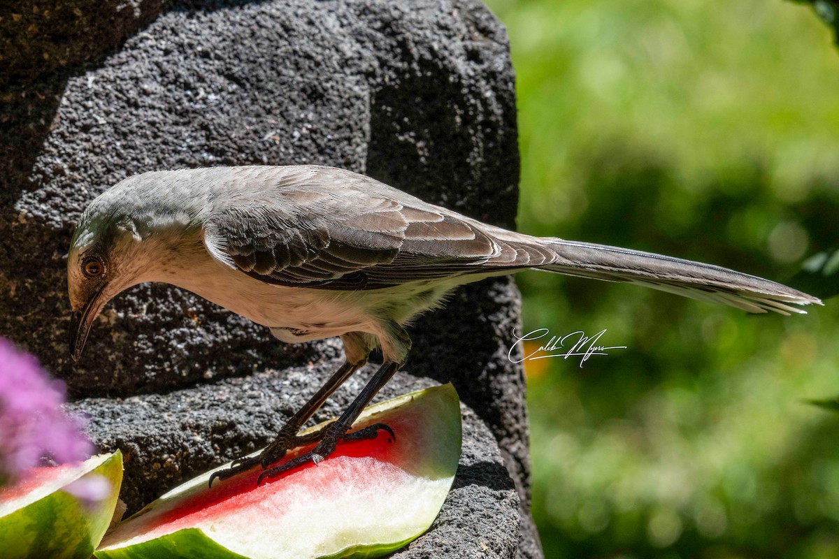 Tropical Mockingbird - ML614080035