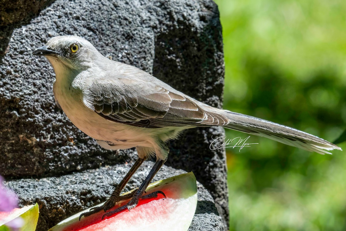 Tropical Mockingbird - ML614080036