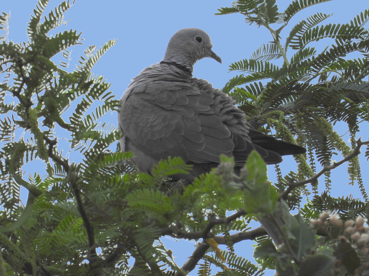 Eurasian Collared-Dove - Ananth Kaitharam