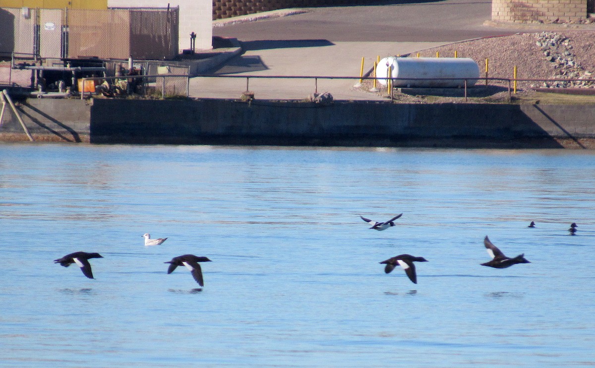 White-winged Scoter - Adam C. Stein