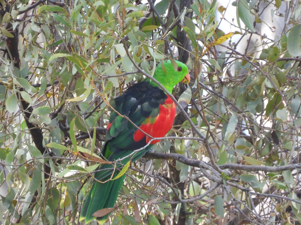 Red-winged Parrot - ML614080086