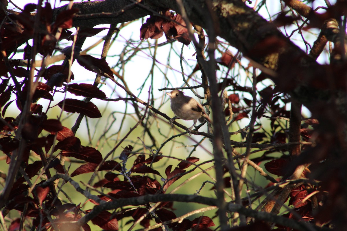 Tufted Titmouse - ML614080093