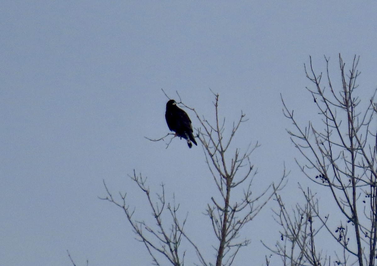 Rough-legged Hawk - Eileen Wheeler