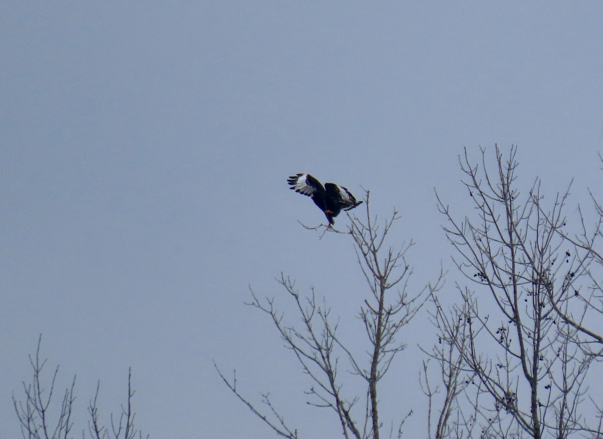 Rough-legged Hawk - Eileen Wheeler