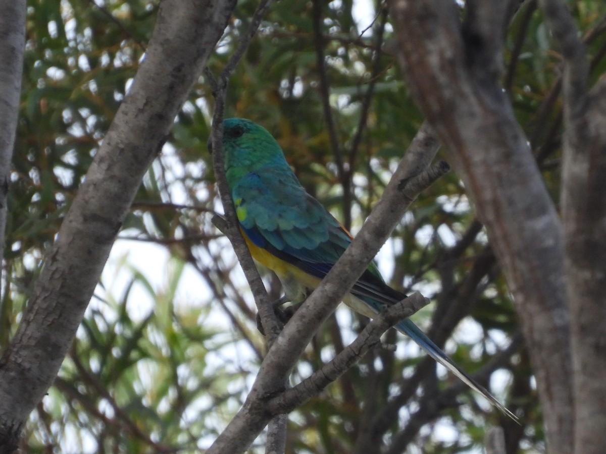 Red-rumped Parrot - ML614080137