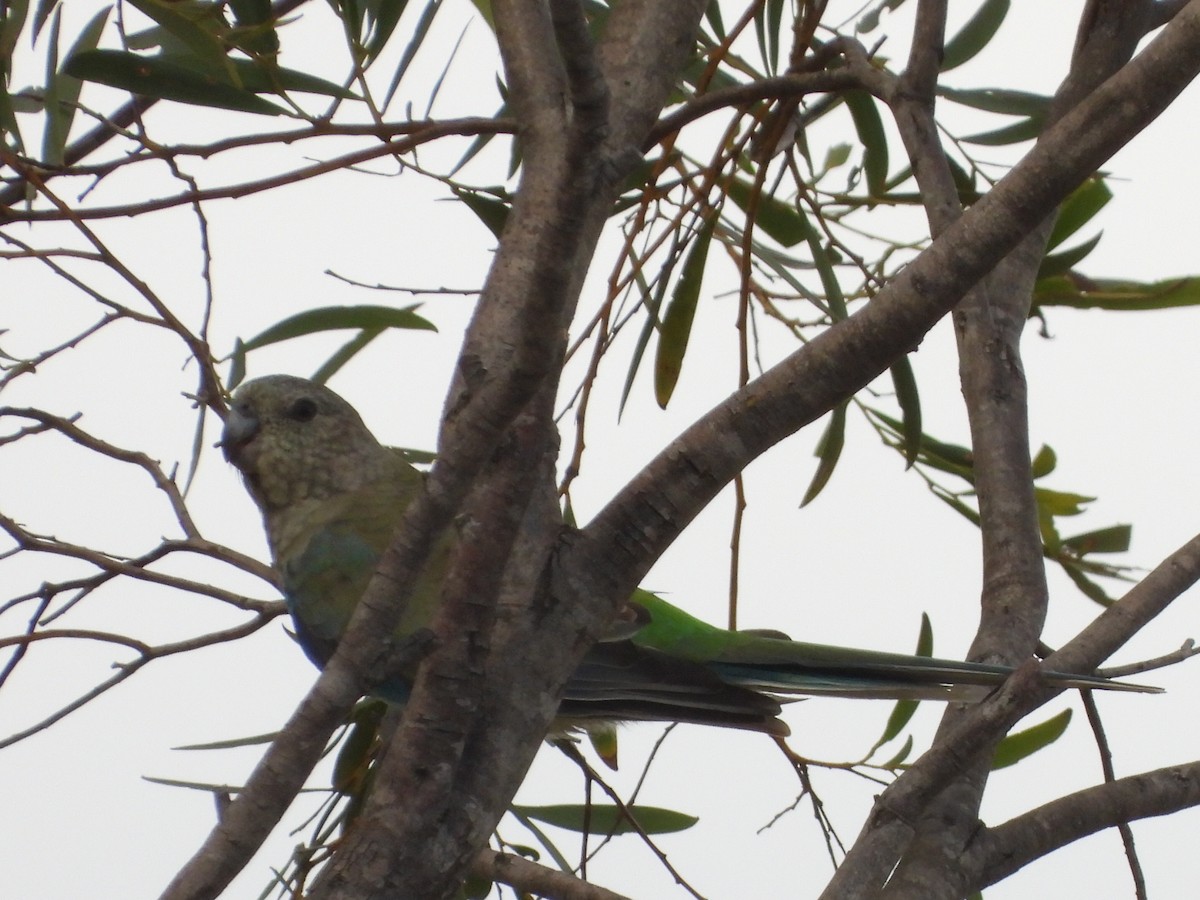 Red-rumped Parrot - ML614080139