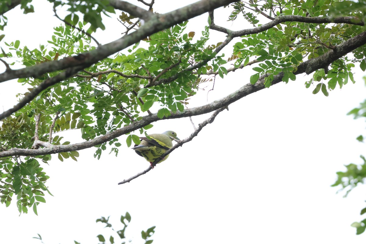 Orange-breasted Green-Pigeon - ML614080141