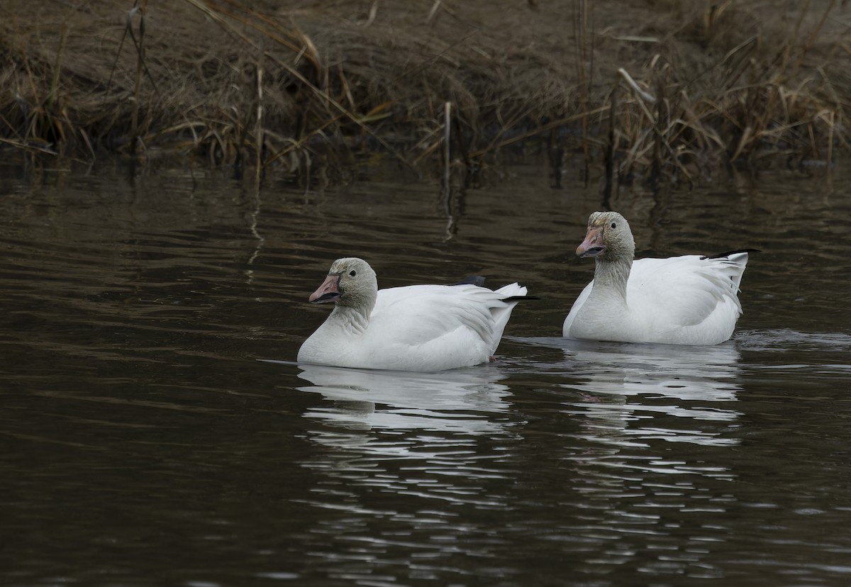 Snow Goose - ML614080247