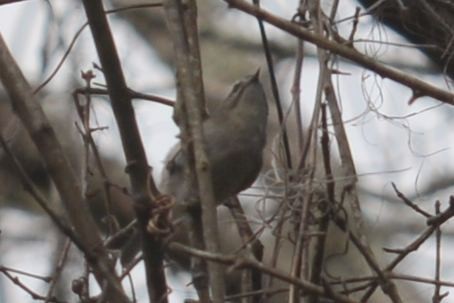 Golden-crowned Kinglet - Tom Bisko