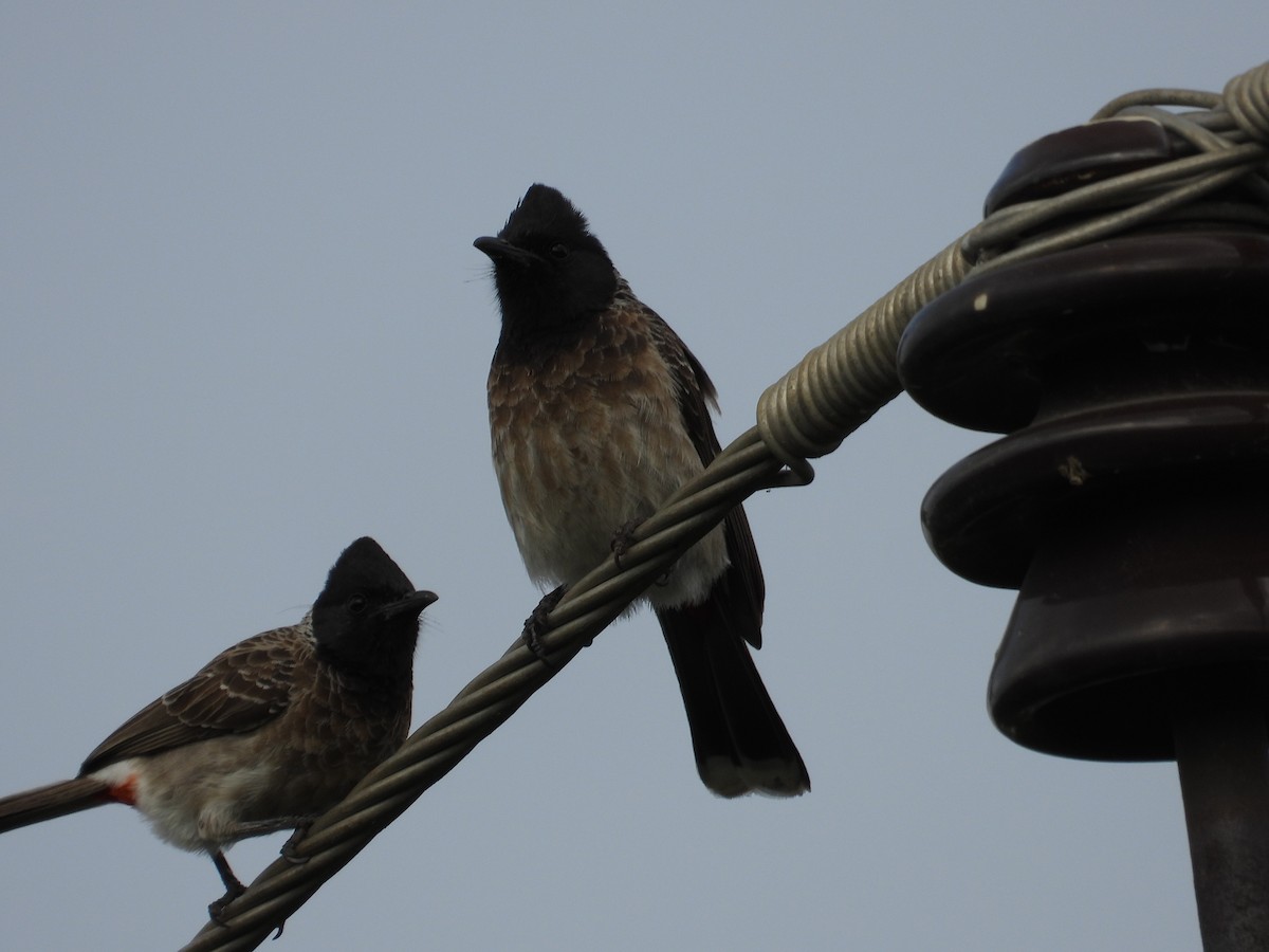 Bulbul à ventre rouge - ML614080263