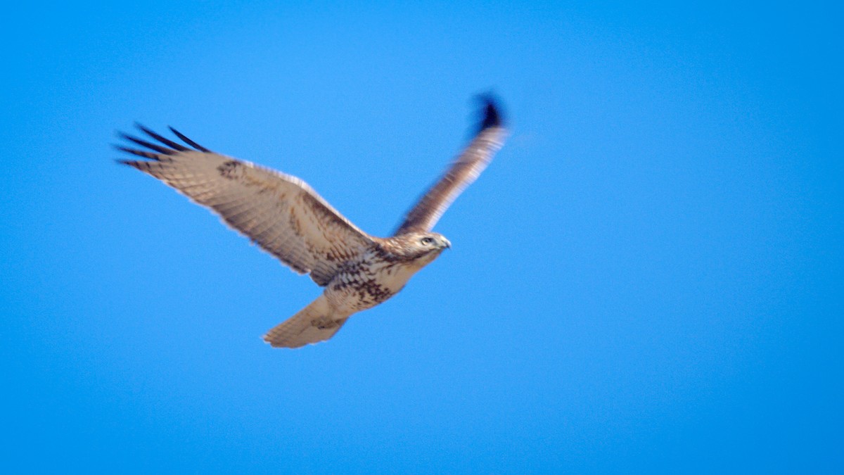 Red-tailed Hawk - Paul LaFrance