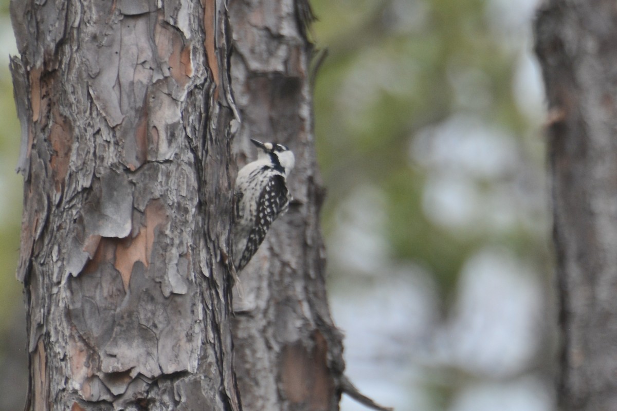 Red-cockaded Woodpecker - ML614080277