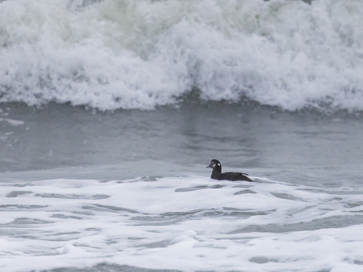 Harlequin Duck - ML614080364