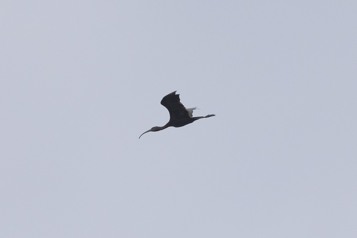 ibis hnědý - ML614080386