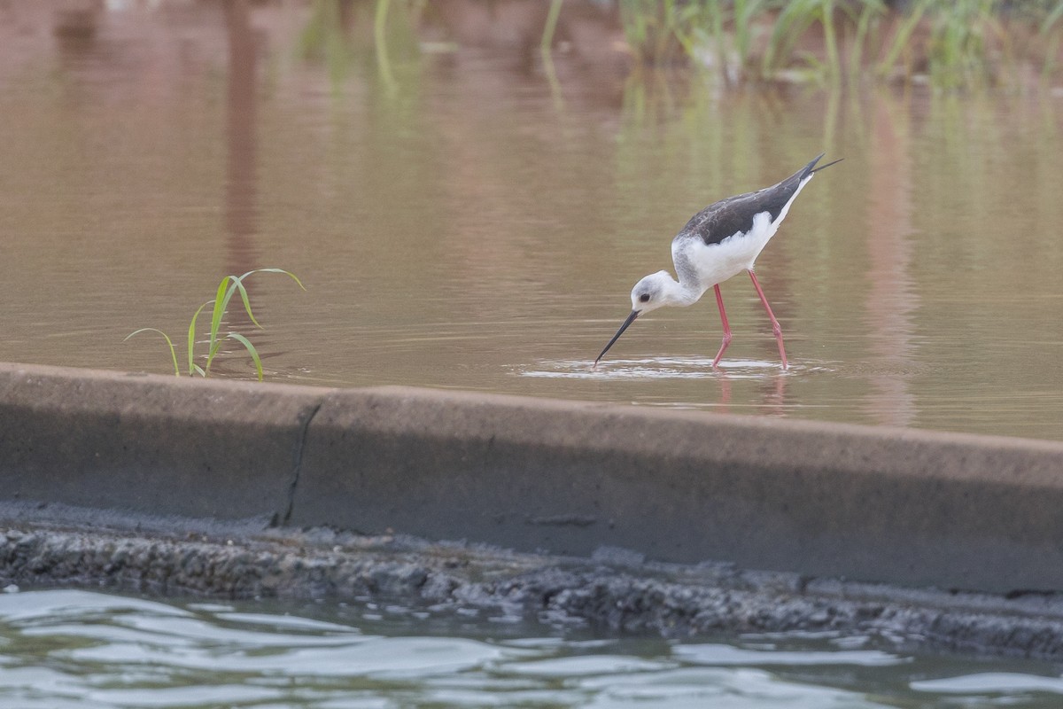 Pied Stilt - Dana Cameron