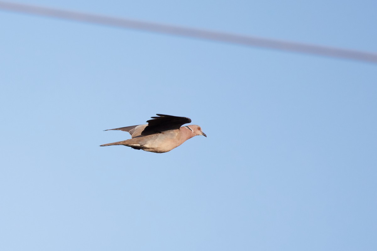 Sunda Collared-Dove - ML614080459