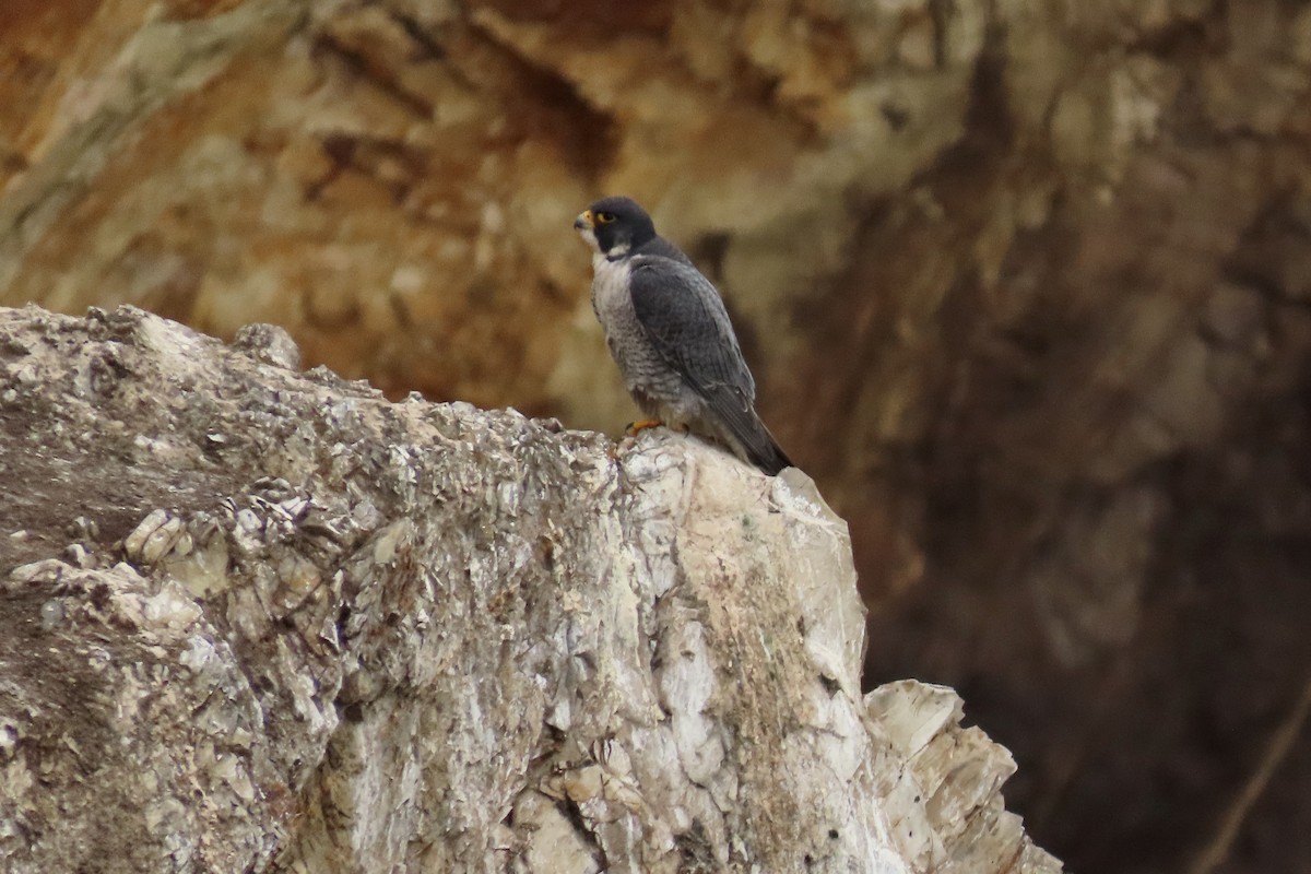 Peregrine Falcon - ML614080493