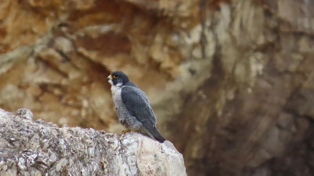 Peregrine Falcon - ML614080497