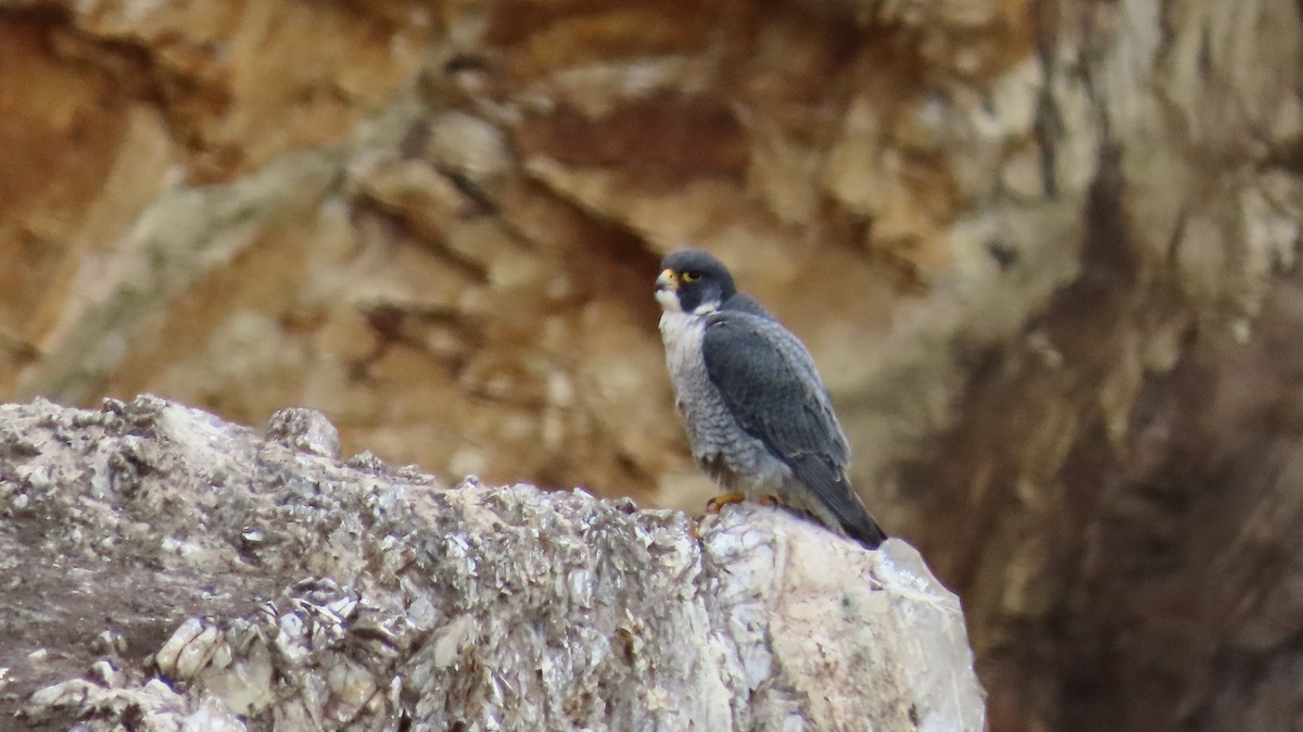 Peregrine Falcon - ML614080502