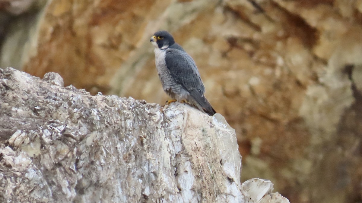 Peregrine Falcon - ML614080504