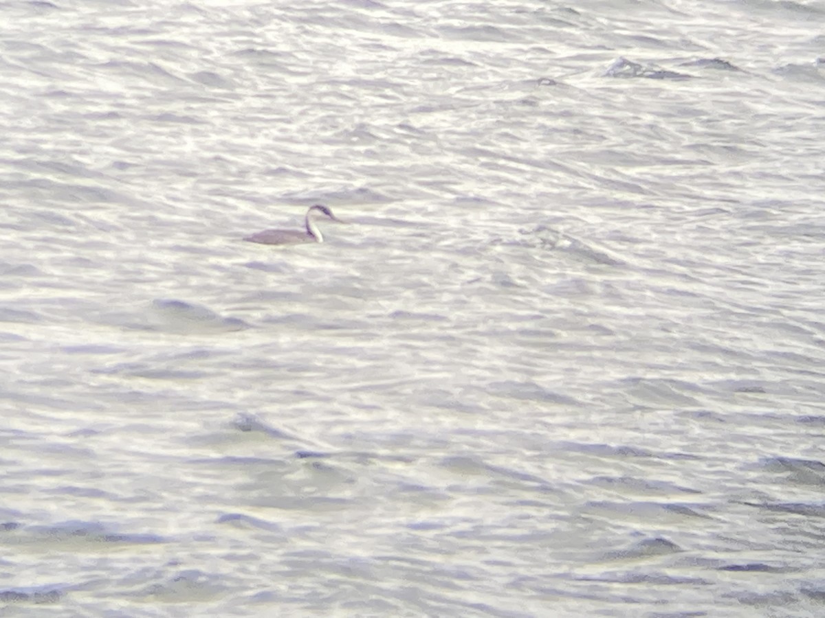 Western Grebe - ML614080557