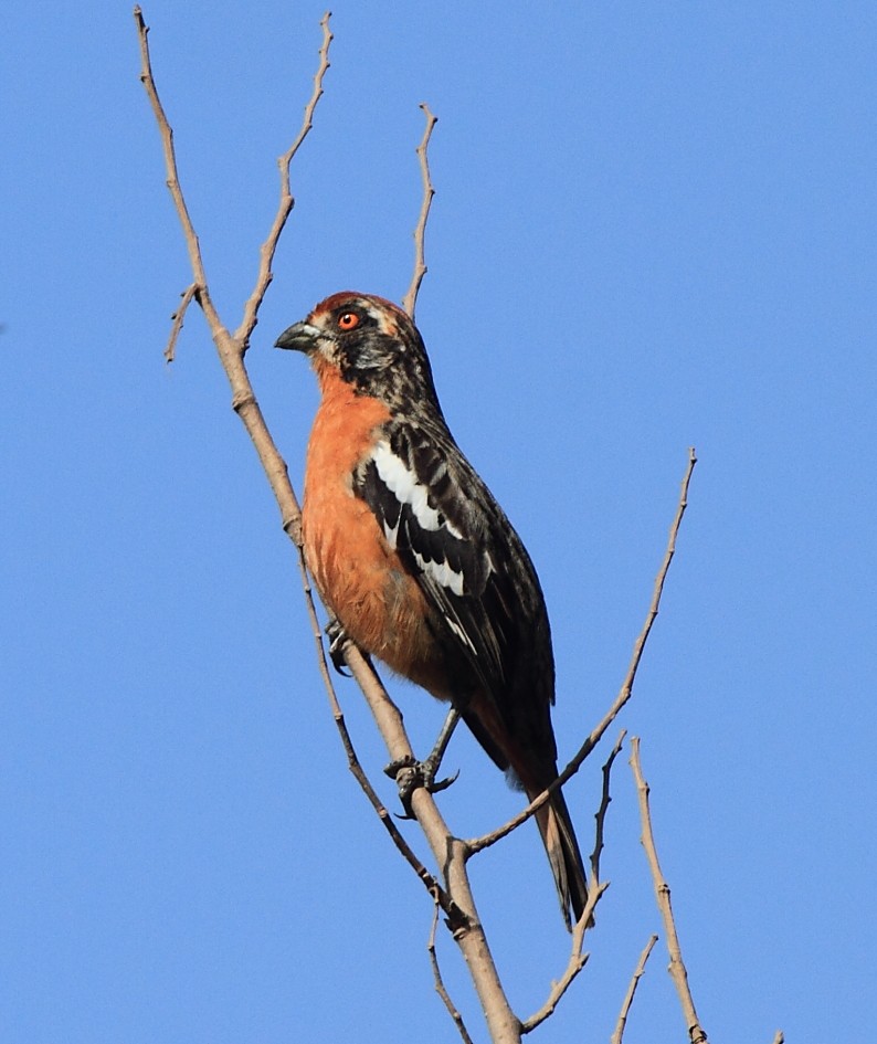 Rufous-tailed Plantcutter - Fabio Olmos