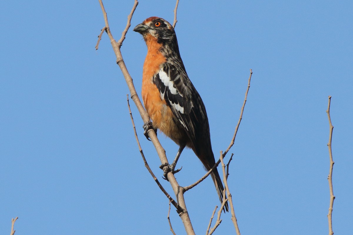 Rufous-tailed Plantcutter - Fabio Olmos