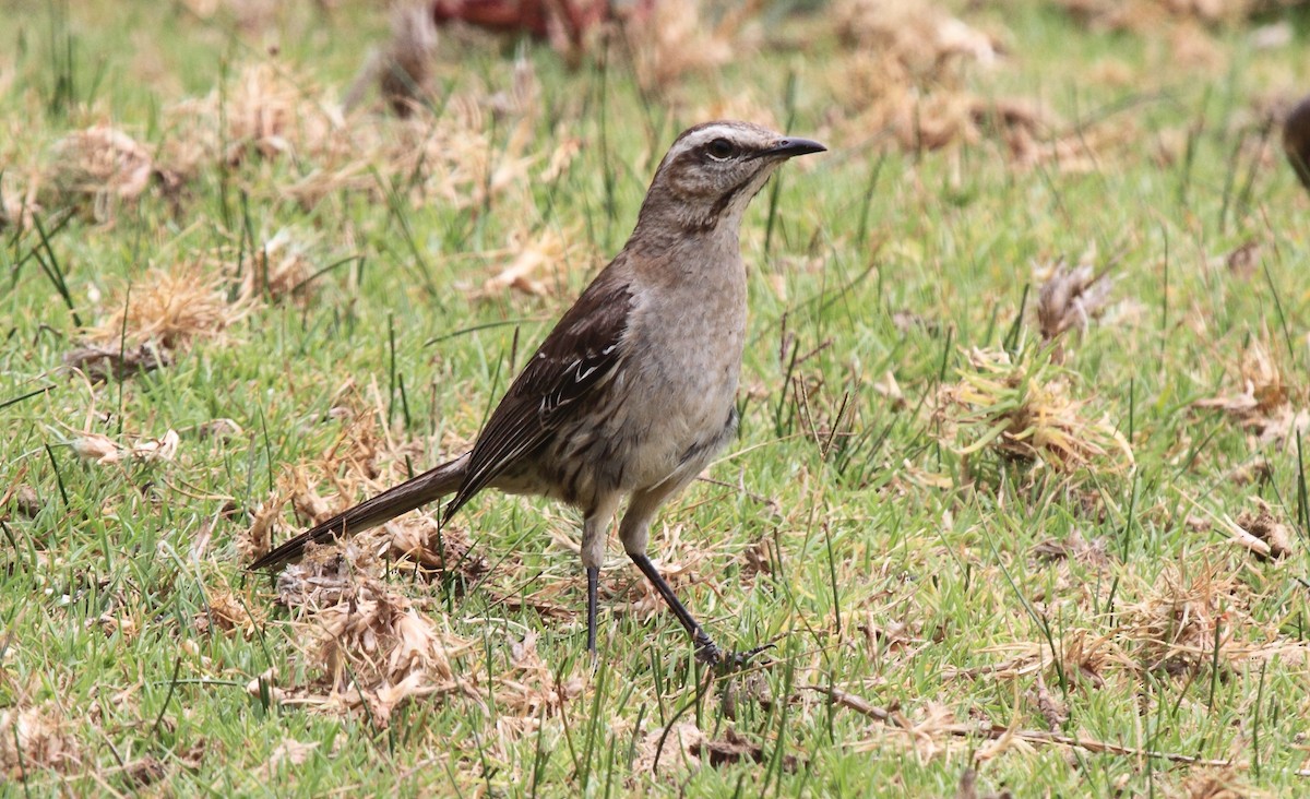 Chilean Mockingbird - ML614080595