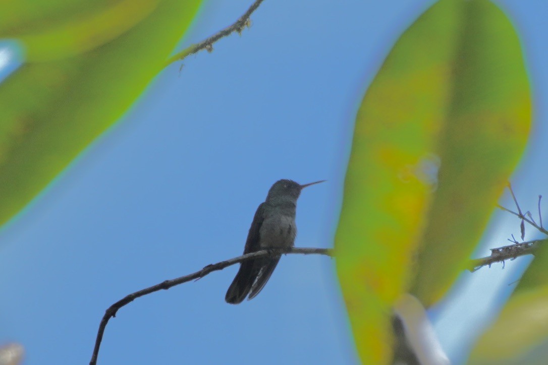 kolibřík skvrnitoprsý - ML614080701