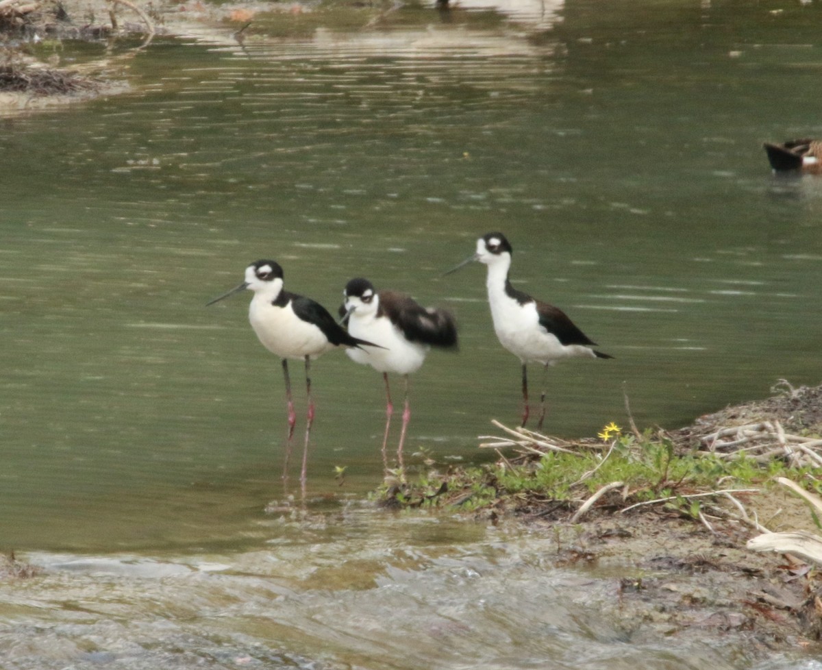 Cigüeñuela Cuellinegra - ML614080712