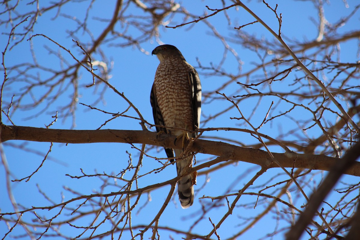 Cooper's Hawk - ML614080727