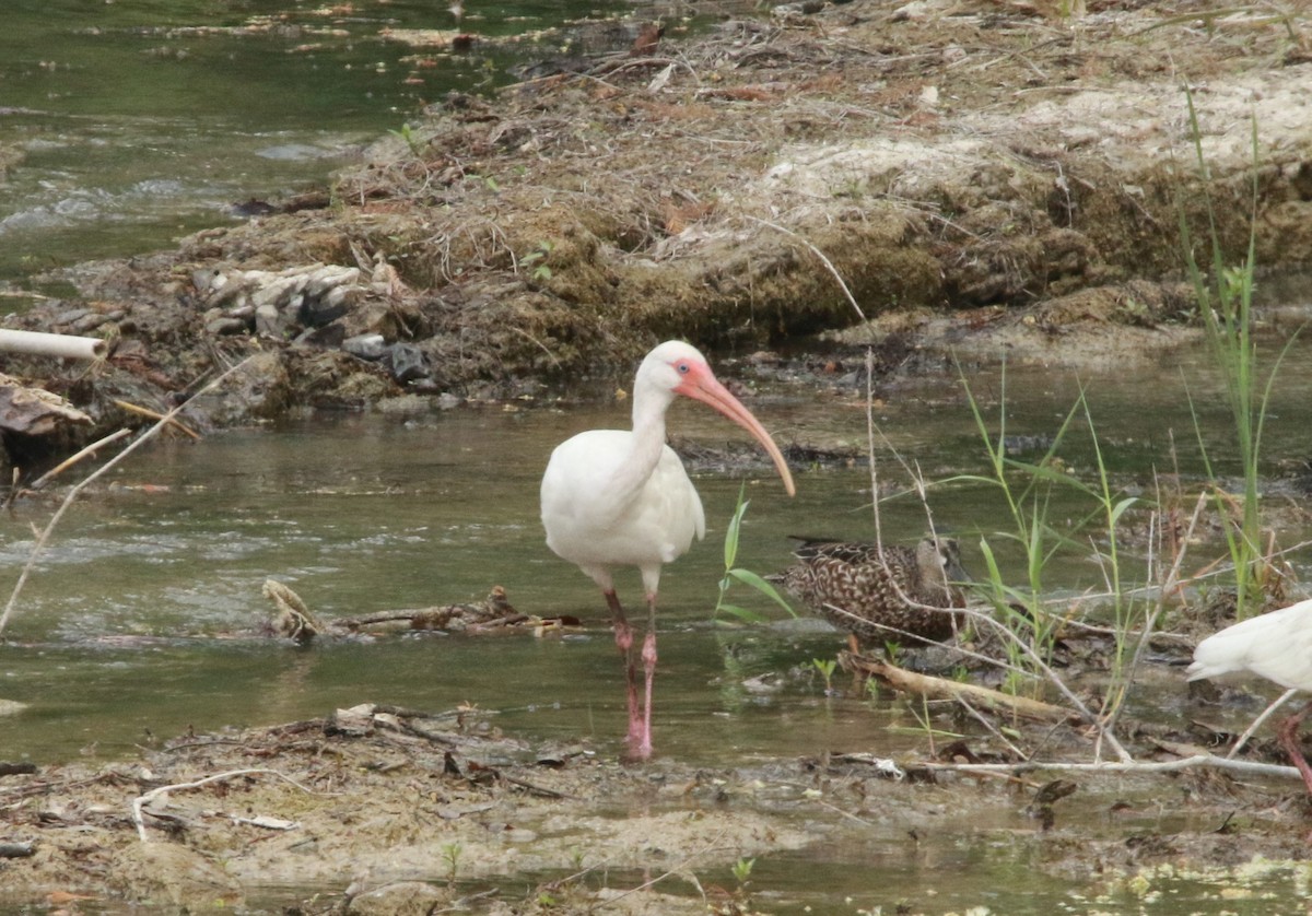 White Ibis - FELIPE SAN MARTIN