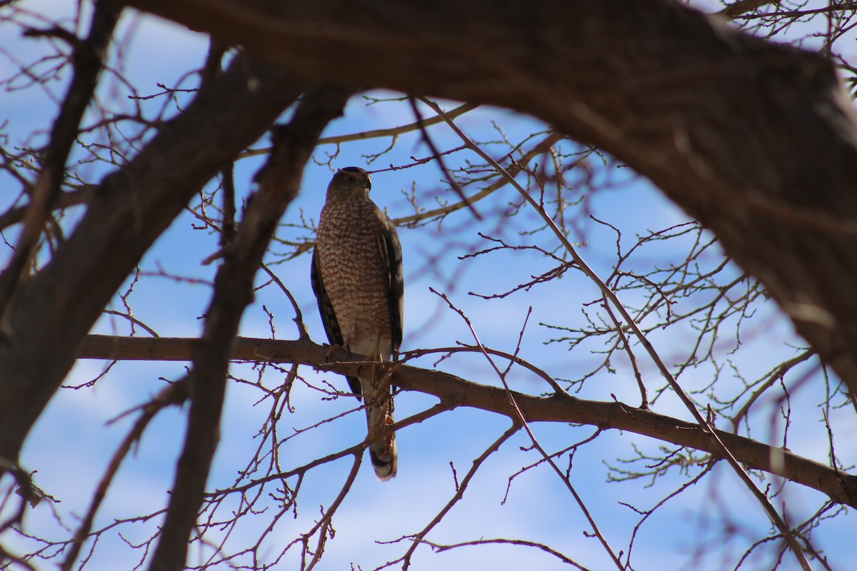 Cooper's Hawk - ML614080765
