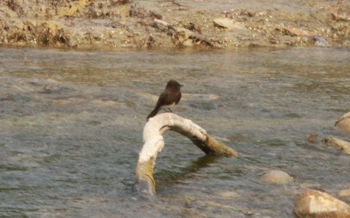 Black Phoebe - FELIPE SAN MARTIN