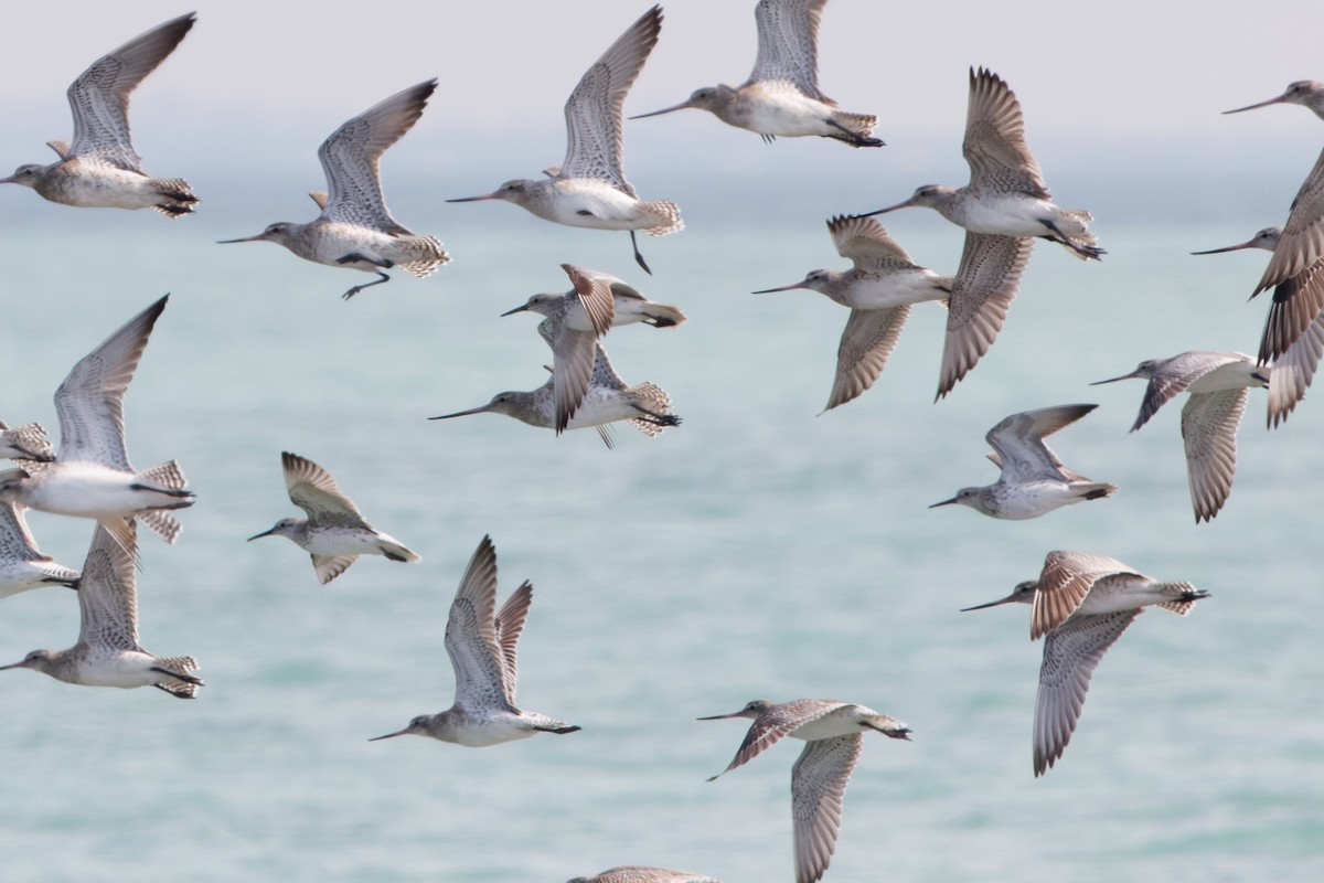 Great Knot - Simon Lloyd