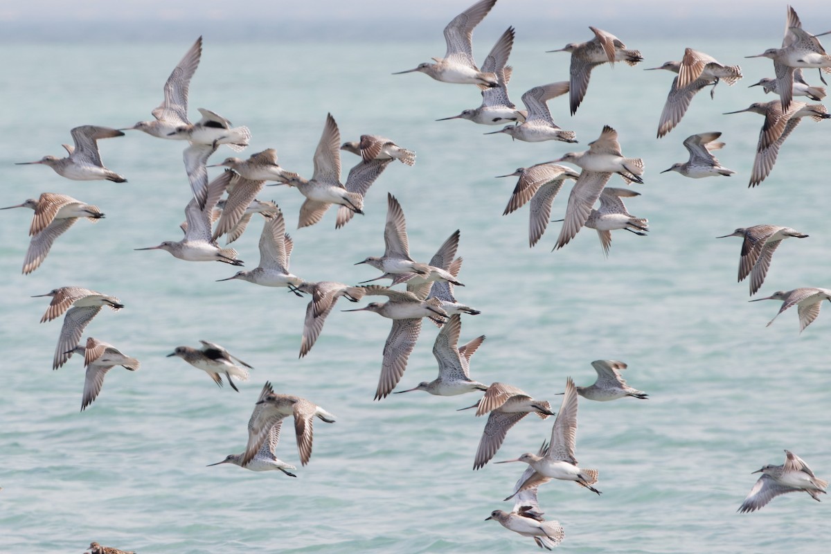 Great Knot - ML614080776