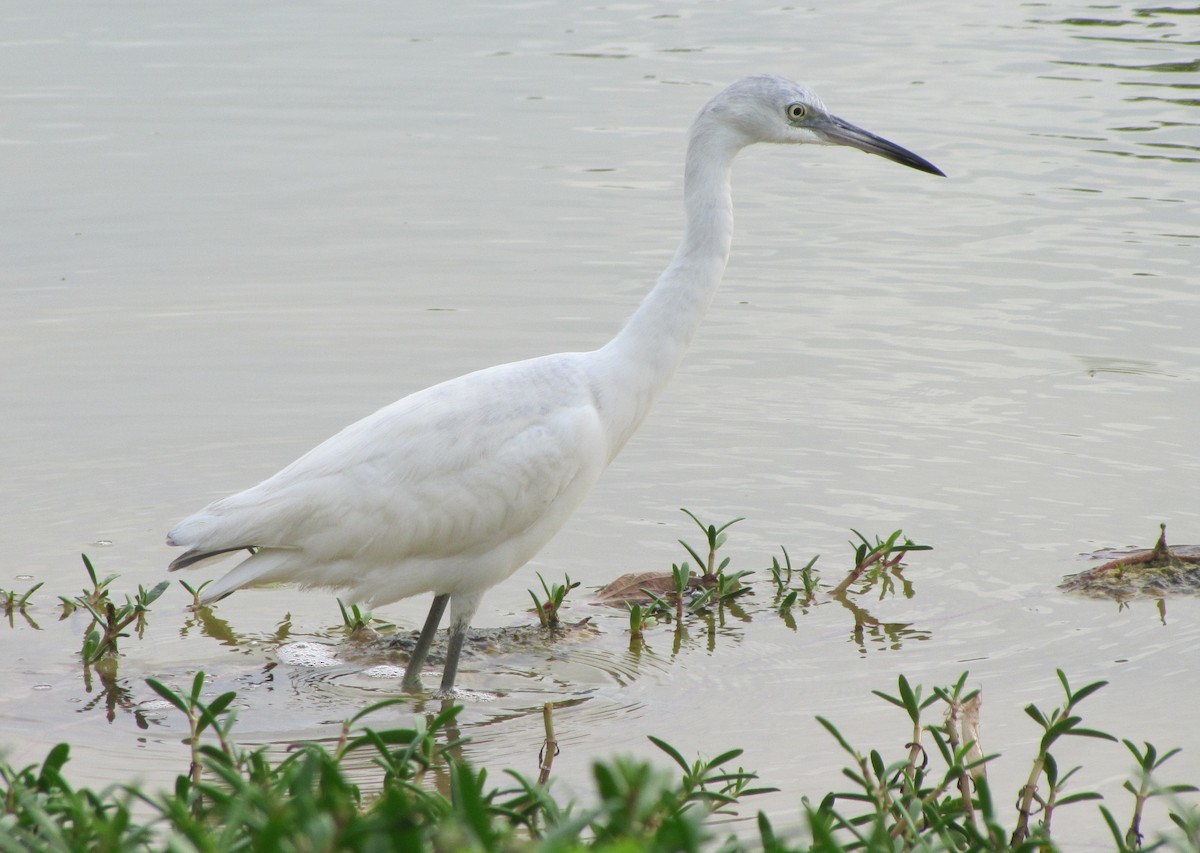 Little Blue Heron - Pat McKay