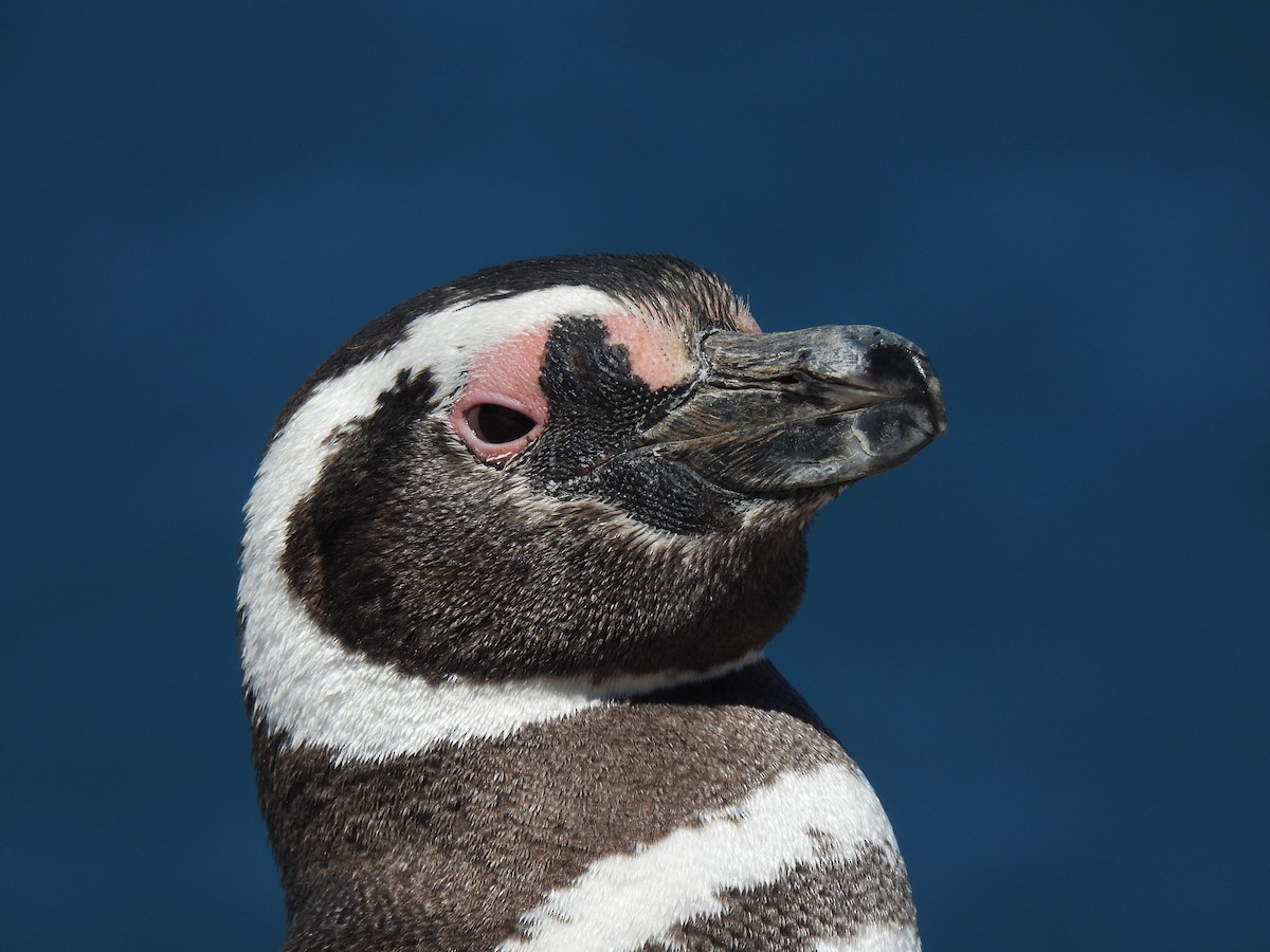 Magellanic Penguin - Matthew Gilbert