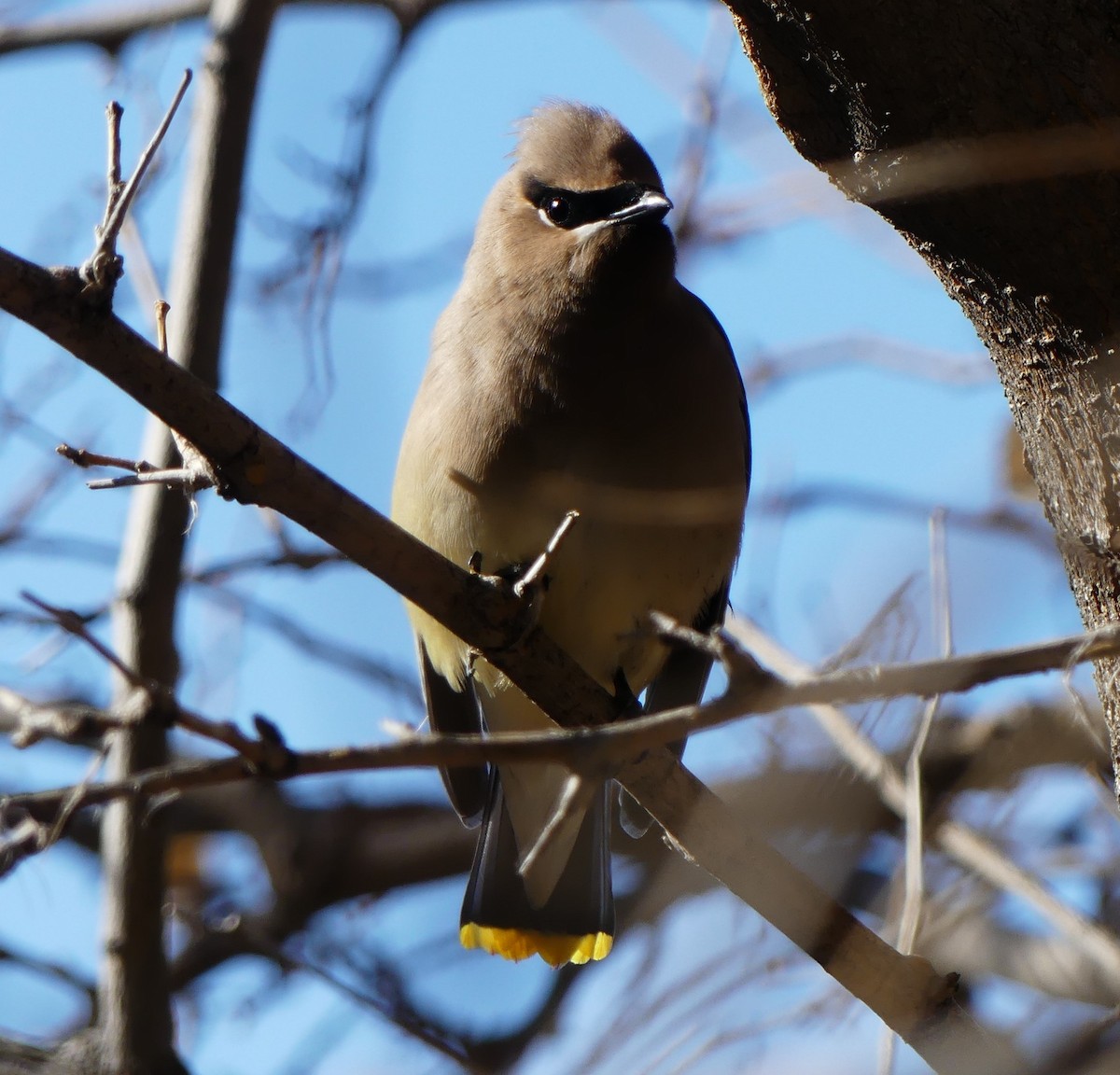 Cedar Waxwing - ML614081007