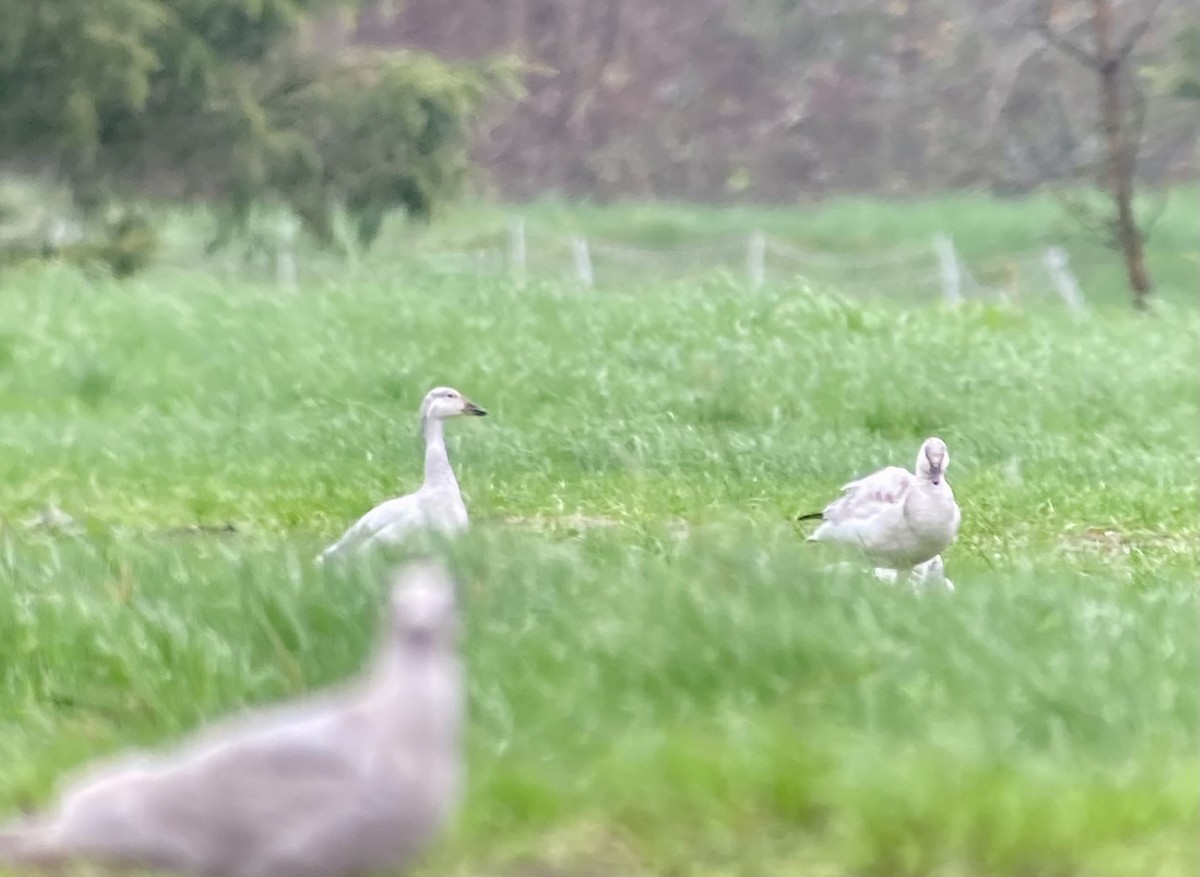 Snow Goose - ML614081043