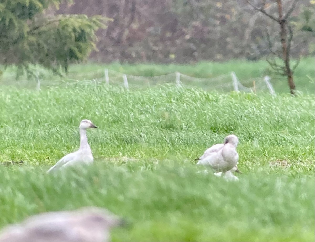 Snow Goose - ML614081044