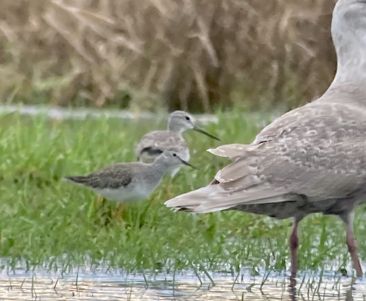 Lesser Yellowlegs - ML614081066